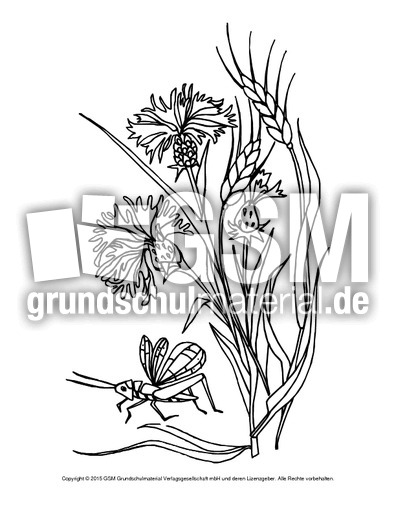 Ausmalbild-Kornblume.pdf